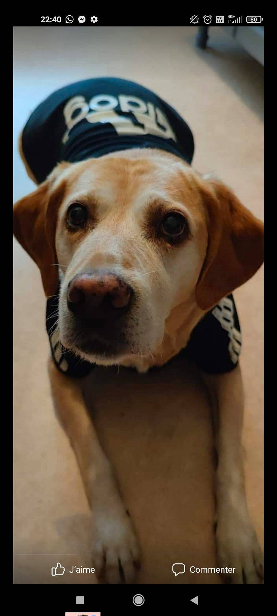 Bella participe au concours pour gagner de l'argent avec cette photo : canidae, carnivore, collar, companion_dog, dog, dog_breed, dog_collar, ear, fashion_accessory, fawn, fur, hat, leash, liver, pet_supply, snout, sporting_group, whiskers, working_animal, working_dog