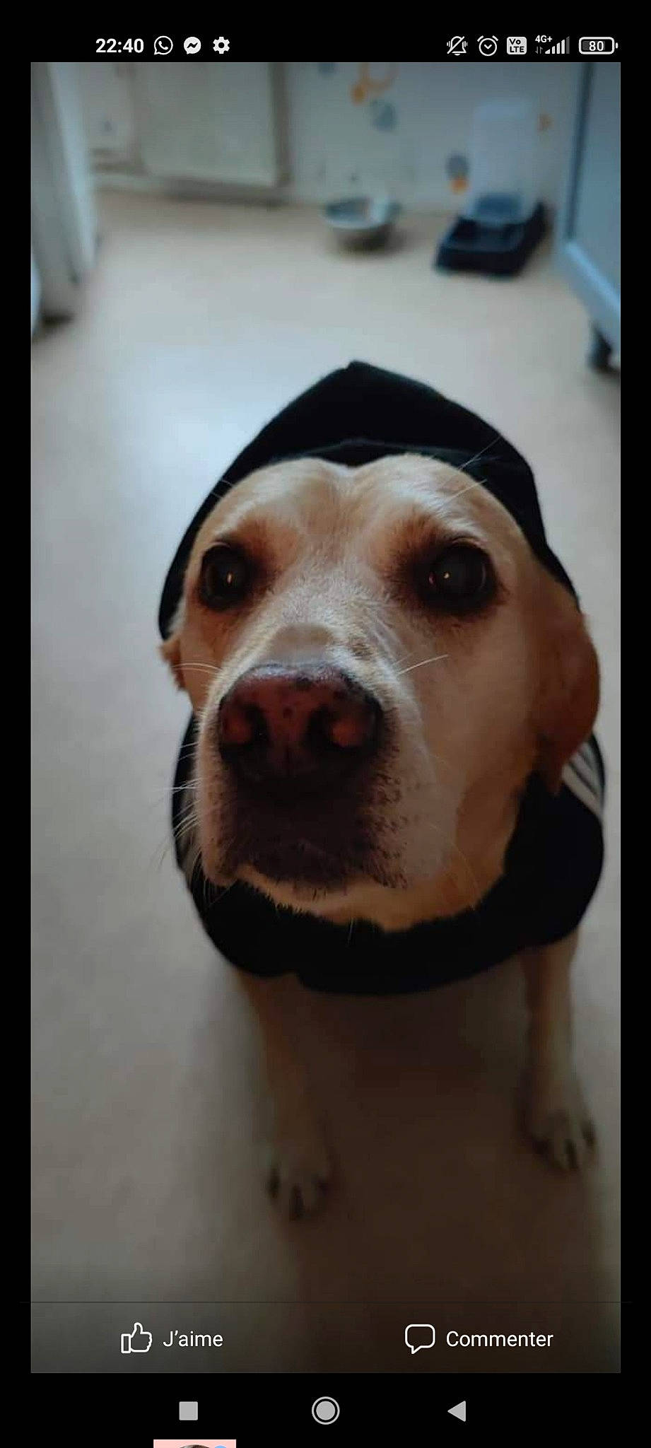 Bella participe au concours pour gagner de l'argent avec cette photo : canidae, carnivore, companion_dog, dog, dog_breed, fang, fawn, flooring, fur, guard_dog, hunting_dog, liver, non_sporting_group, selfie, snout, sporting_group, whiskers, wood, working_animal, working_dog