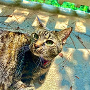 Mew Mew joined the competition — help win amazing prizes! animal, cat, closeup, collar, concrete, curious, daylight, ears, feline, green_eyes, nature, outdoor, pet, playful, portrait, shadow, striped, sunlight, tabby, whiskers