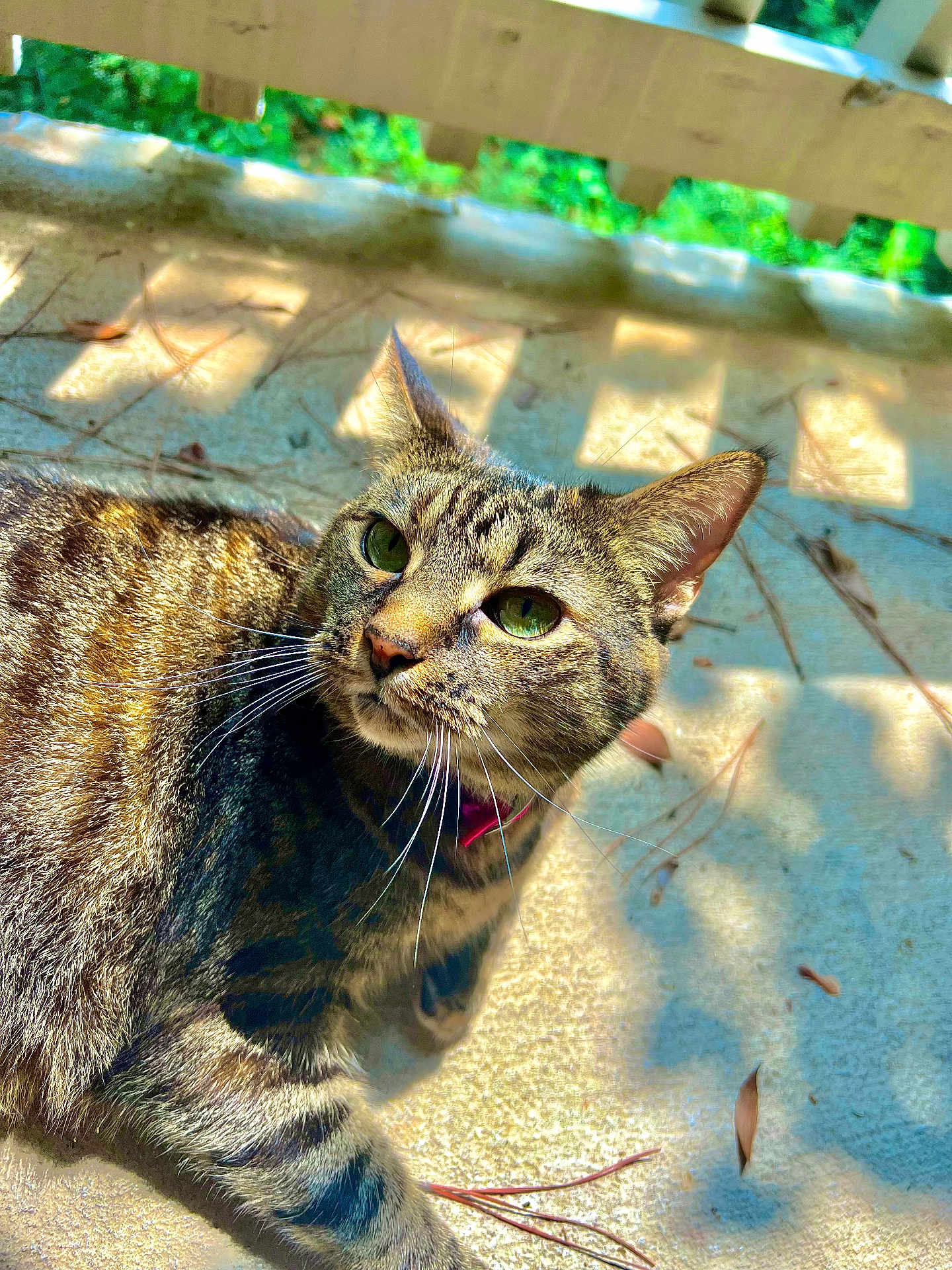 Mew Mew