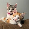 animal, cat, collar, couch, cute, domestic_animal, ears, feline, fur, indoor, kitten, orange_and_white, paw, pet, portrait, relaxed, snuggling, tabby, whiskers, young