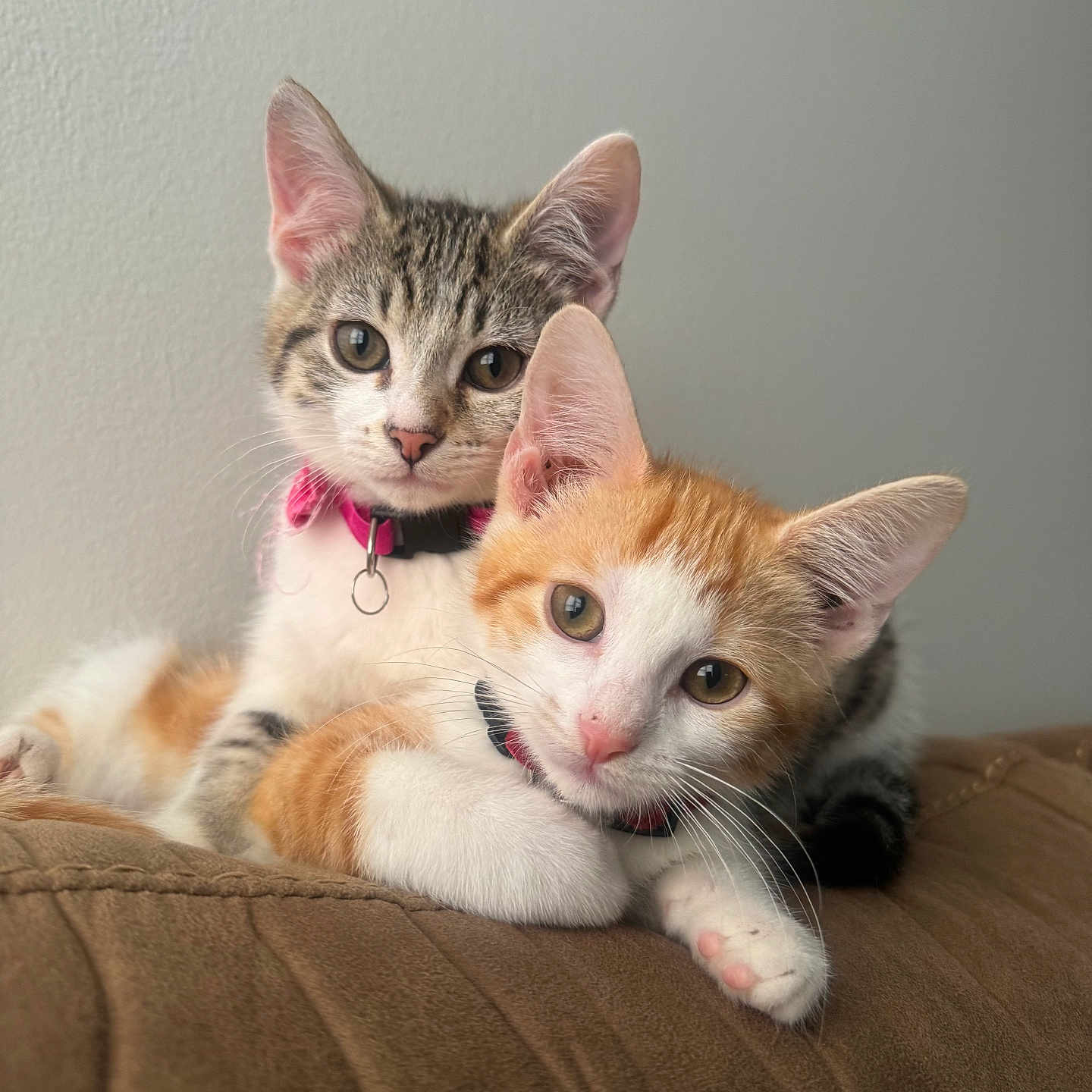 Mochi And Cheeto is registered to the contest to win money with this photo: animal, cat, collar, couch, cute, domestic_animal, ears, feline, fur, indoor, kitten, orange_and_white, paw, pet, portrait, relaxed, snuggling, tabby, whiskers, young