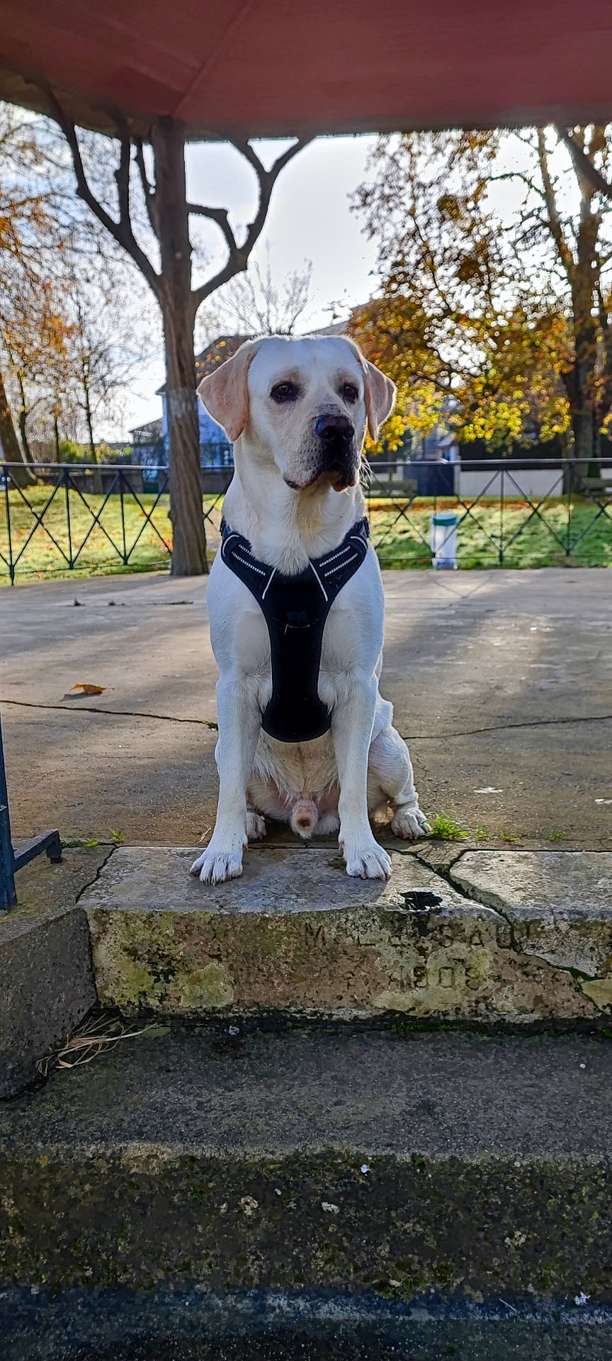 Björn participe au concours pour gagner de l'argent avec cette photo : accessories, animal, beagle, bulldog, canine, dog, flagstone, hound, labradorretriever, path, pet, plant, pointer, puppy, sidewalk, slate, strap, terrier, tree, walkway