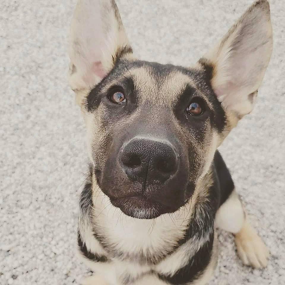 Jasper joined the competition — help win amazing prizes! canidae, carnivore, collar, companion_dog, dog, dog_breed, dog_collar, dog_supply, ear, eye, fawn, fur, head, pet_supply, snout, sporting_group, terrestrial_animal, whiskers, working_animal, working_dog