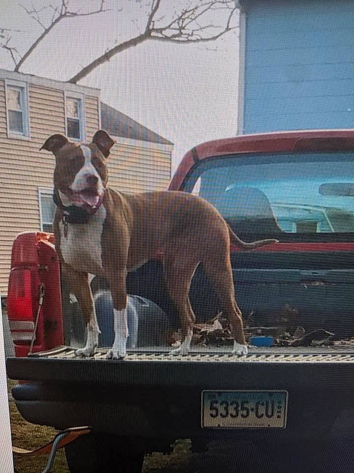 Sadie is registered to the contest to win money with this photo: american_bulldog, american_pit_bull_terrier, american_staffordshire_terrier, bull_and_terrier, canidae, car, carnivore, dog, dog_breed, fawn, mammal, non_sporting_group, pit_bull, sporting_group, vehicle, vertebrate
