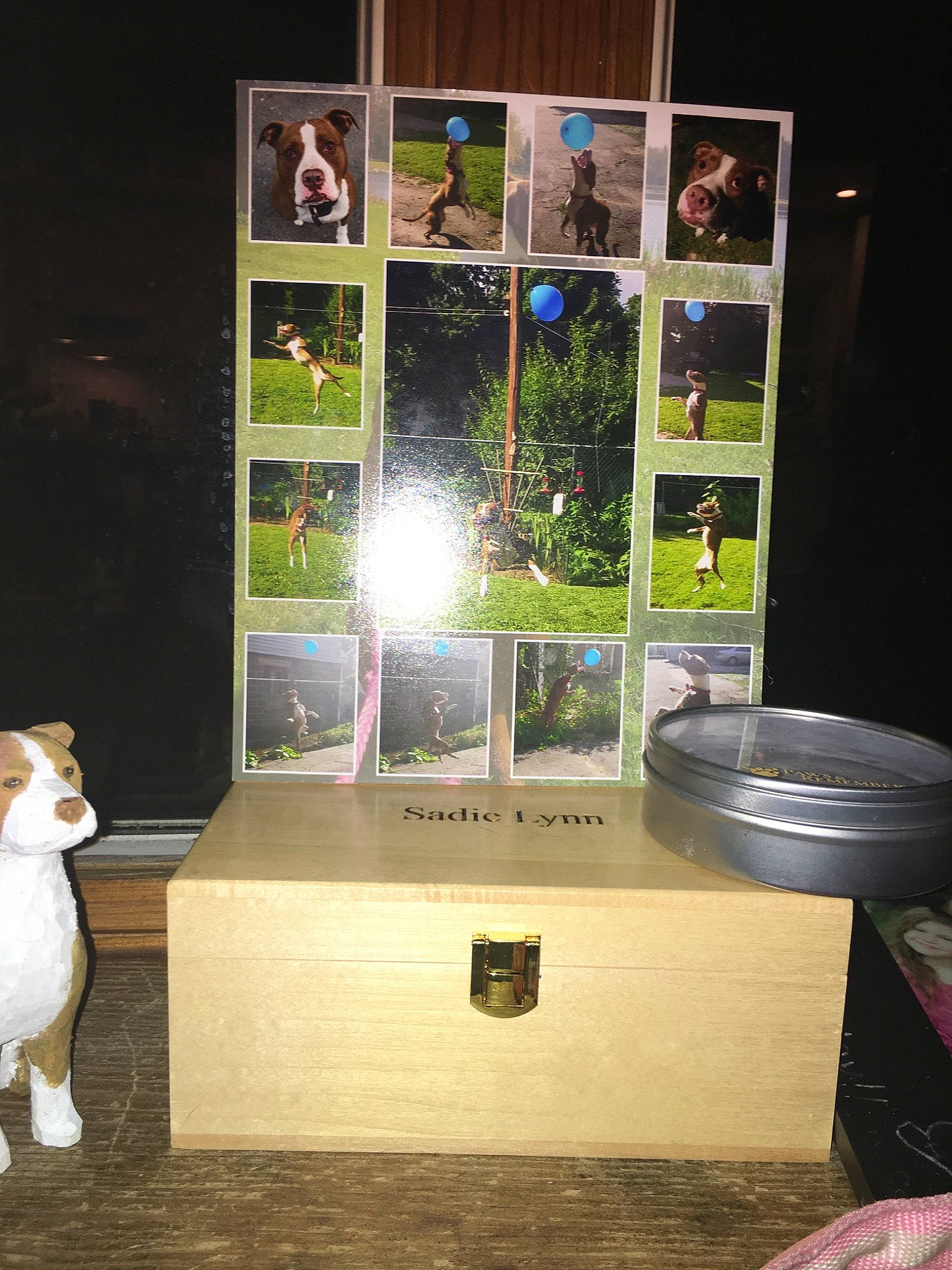 Sadie is registered to the contest to win money with this photo: cat, display_case, felidae, glass, house, small_to_medium_sized_cats, table, window