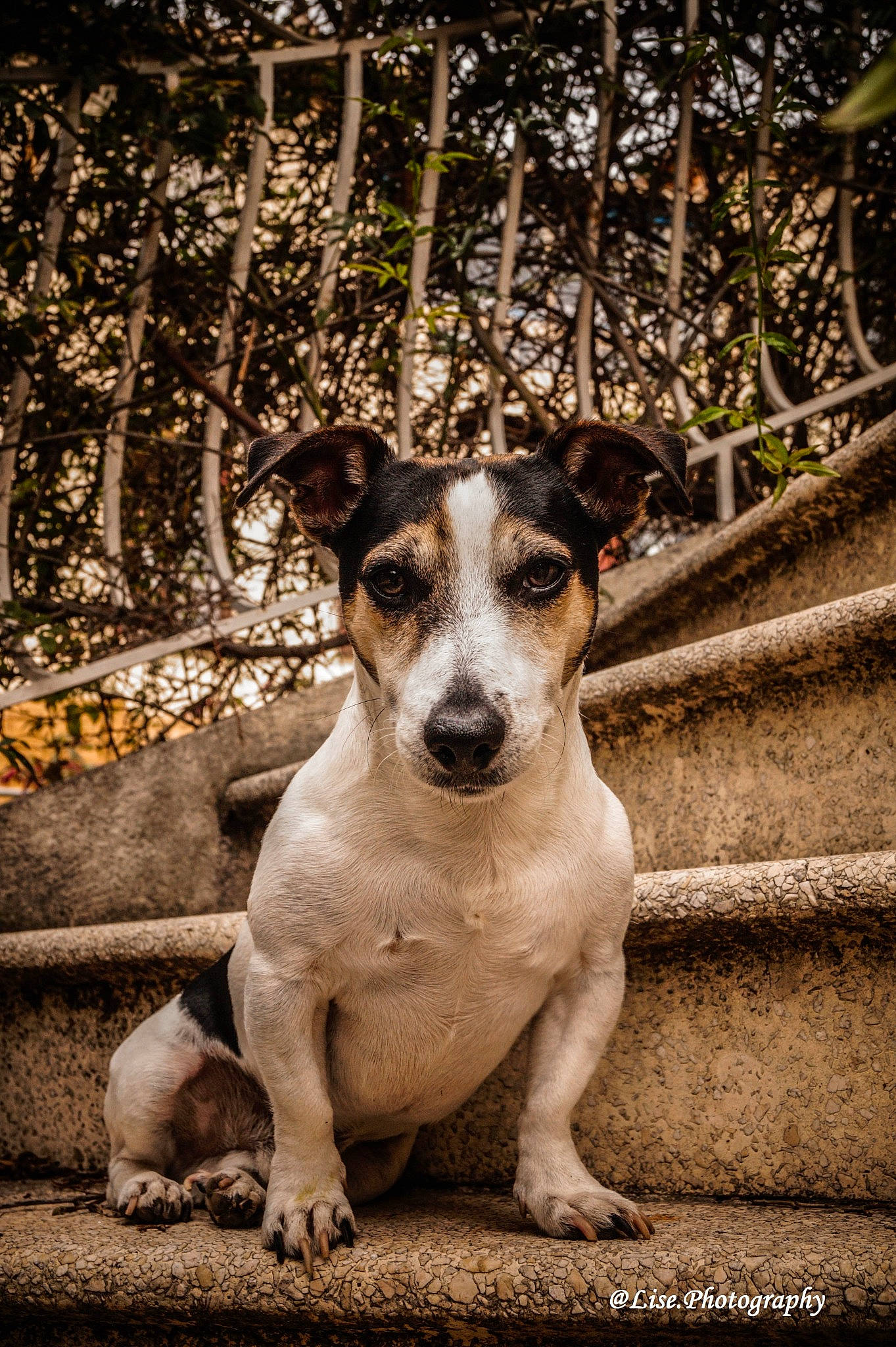 Locky participe au concours pour gagner de l'argent avec cette photo : canidae, carnivore, companion_dog, dog, dog_breed, fawn, feist, fox_terrier, jack_russell_terrier, mammal, puppy, rare_breed_dog, russell_terrier, smooth_fox_terrier, snout, tree, vertebrate, whiskers