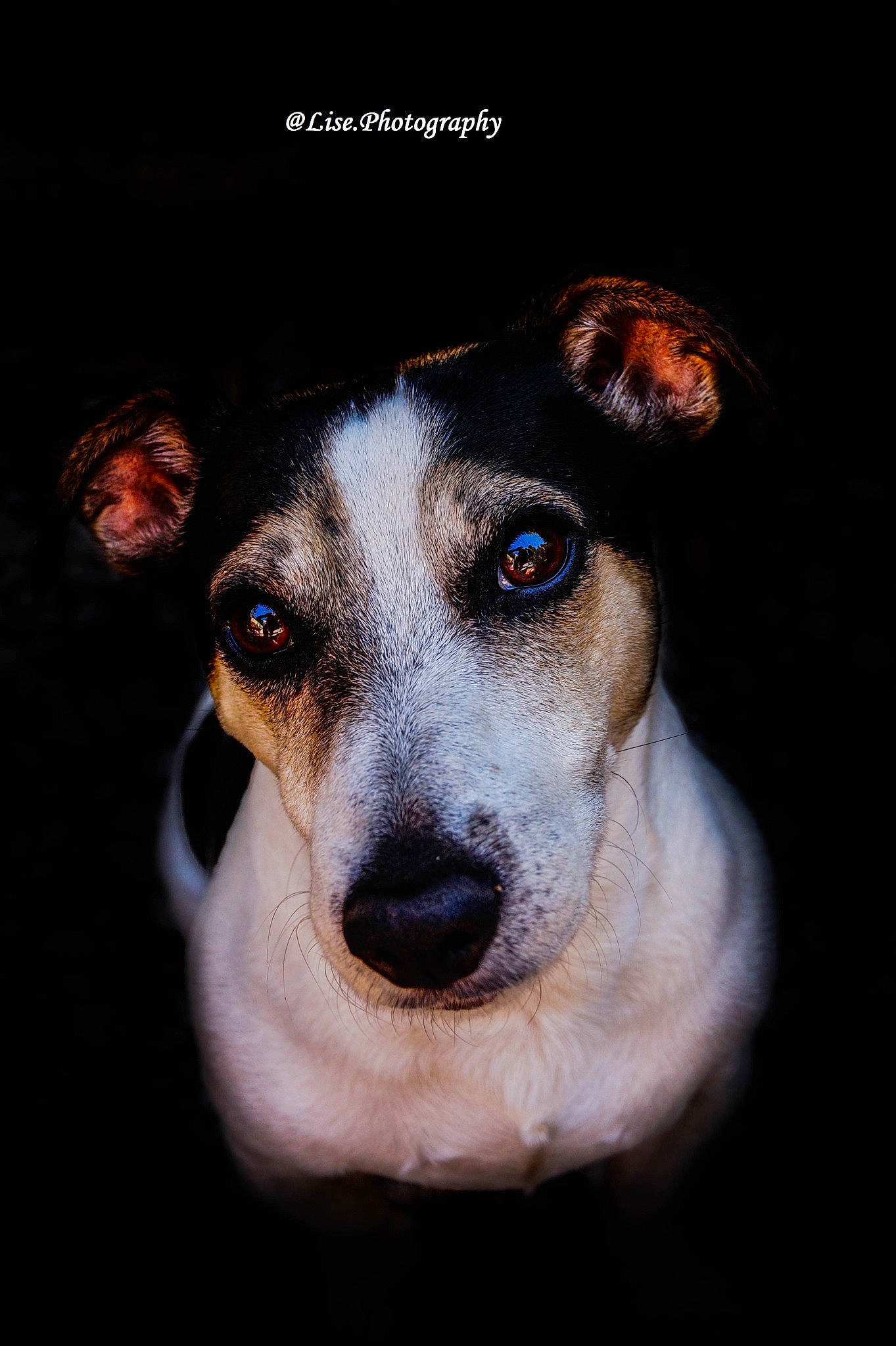 Locky a rejoint le concours — aidez-le/la à gagner de superbes lots ! canidae, carnivore, companion_dog, dog, dog_breed, feist, fox_terrier, mammal, nose, photography, russell_terrier, smooth_fox_terrier, snout, tenterfield_terrier, vertebrate, whiskers