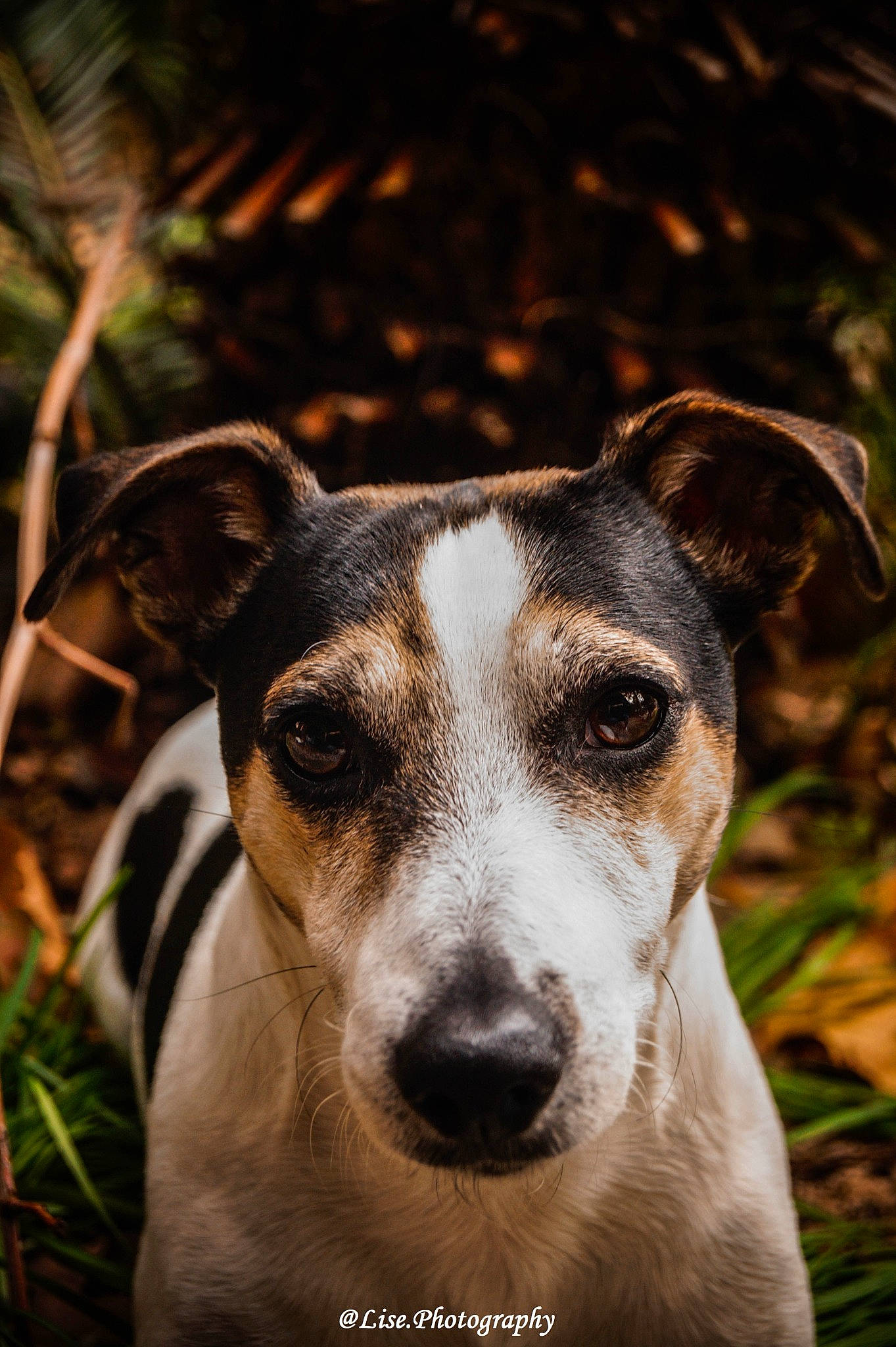 Locky a rejoint le concours — aidez-le/la à gagner de superbes lots ! canidae, carnivore, companion_dog, danish_swedish_farmdog, dog, dog_breed, feist, fox_terrier, mammal, plant, russell_terrier, smooth_fox_terrier, snout, vertebrate, whiskers