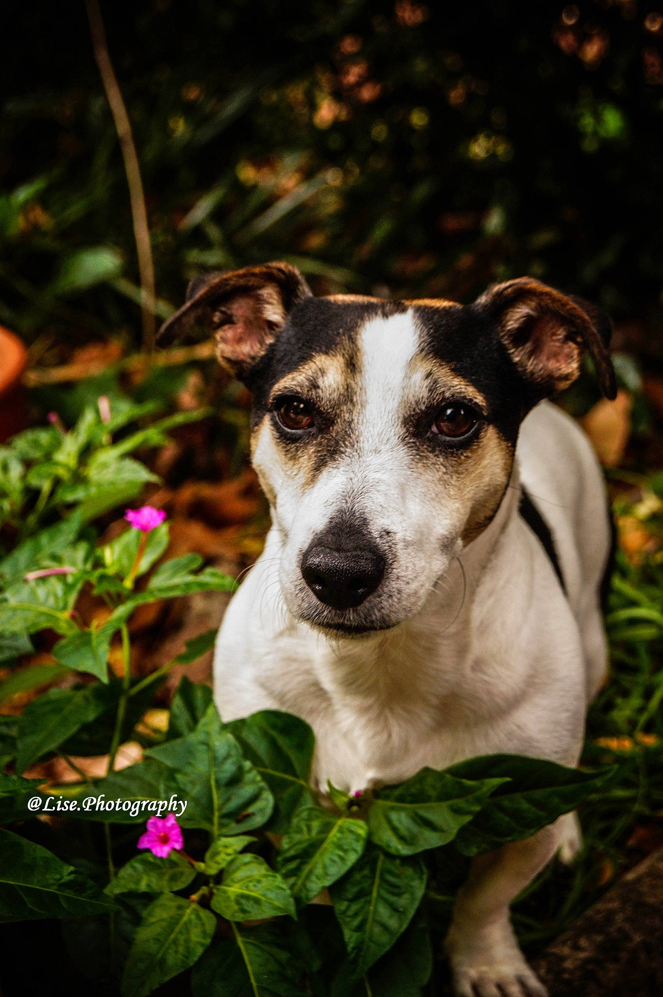 Locky a rejoint le concours — aidez-le/la à gagner de superbes lots ! canidae, carnivore, companion_dog, danish_swedish_farmdog, dog, dog_breed, fawn, feist, fox_terrier, jack_russell_terrier, mammal, plant, puppy, rat_terrier, russell_terrier, smooth_fox_terrier, snout, vertebrate