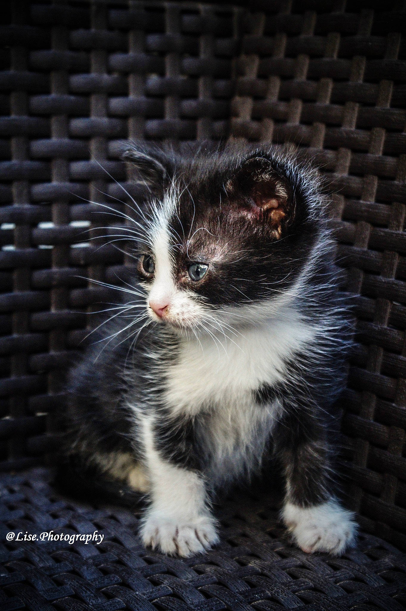 Swen a rejoint le concours — aidez-le/la à gagner de superbes lots ! carnivore, cat, claw, darkness, domestic_short_haired_cat, eye, felidae, foot, fur, head, paw, rodent, small_to_medium_sized_cats, snout, tail, terrestrial_animal, tree, whiskers, wildlife, window