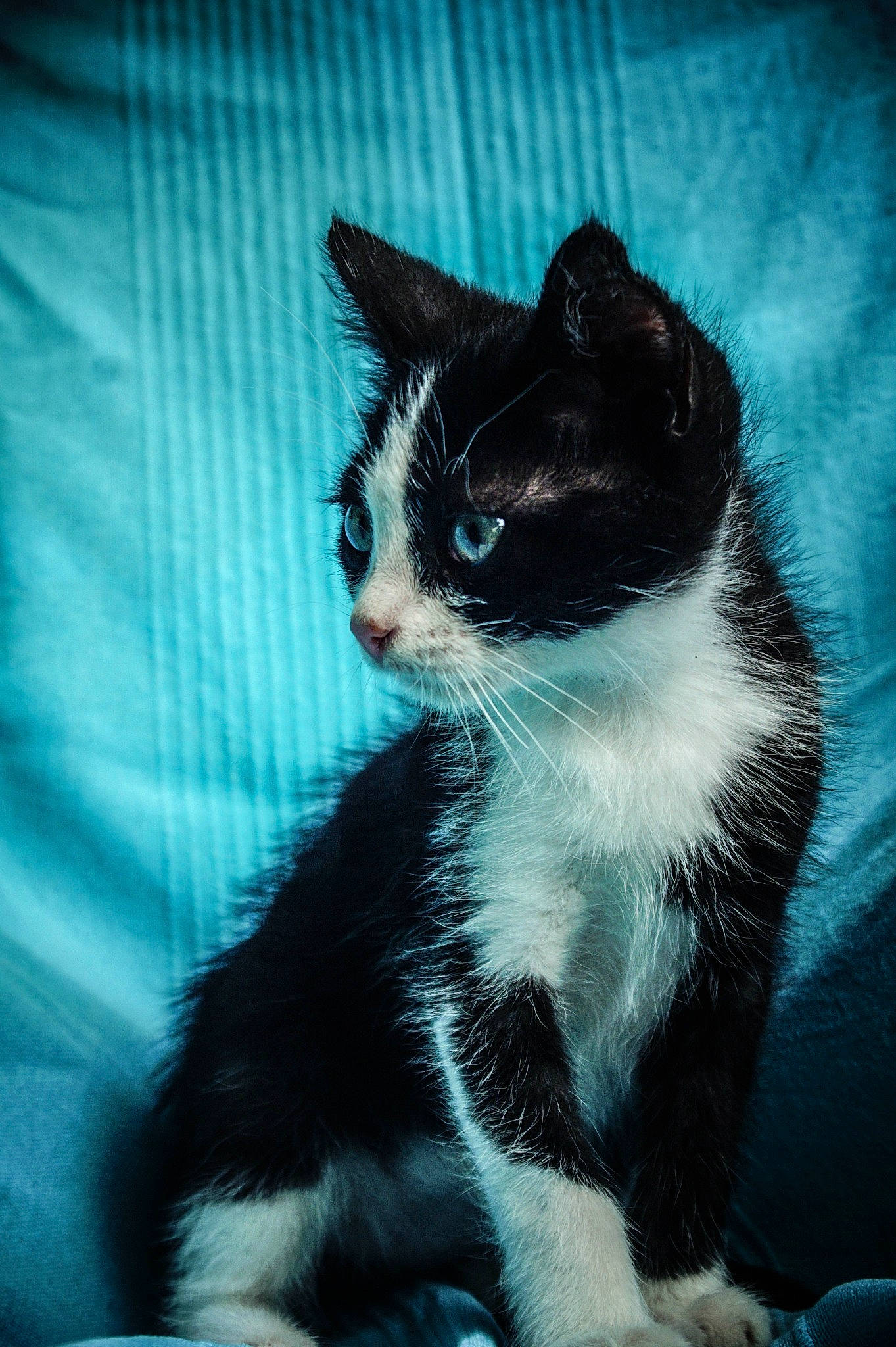 Swen participe au concours pour gagner de l'argent avec cette photo : black_cat, carnivore, cat, domestic_short_haired_cat, electric_blue, eye, felidae, fur, grey, head, paw, plant, small_to_medium_sized_cats, snout, stairs, tail, tints_and_shades, tree, whiskers, window