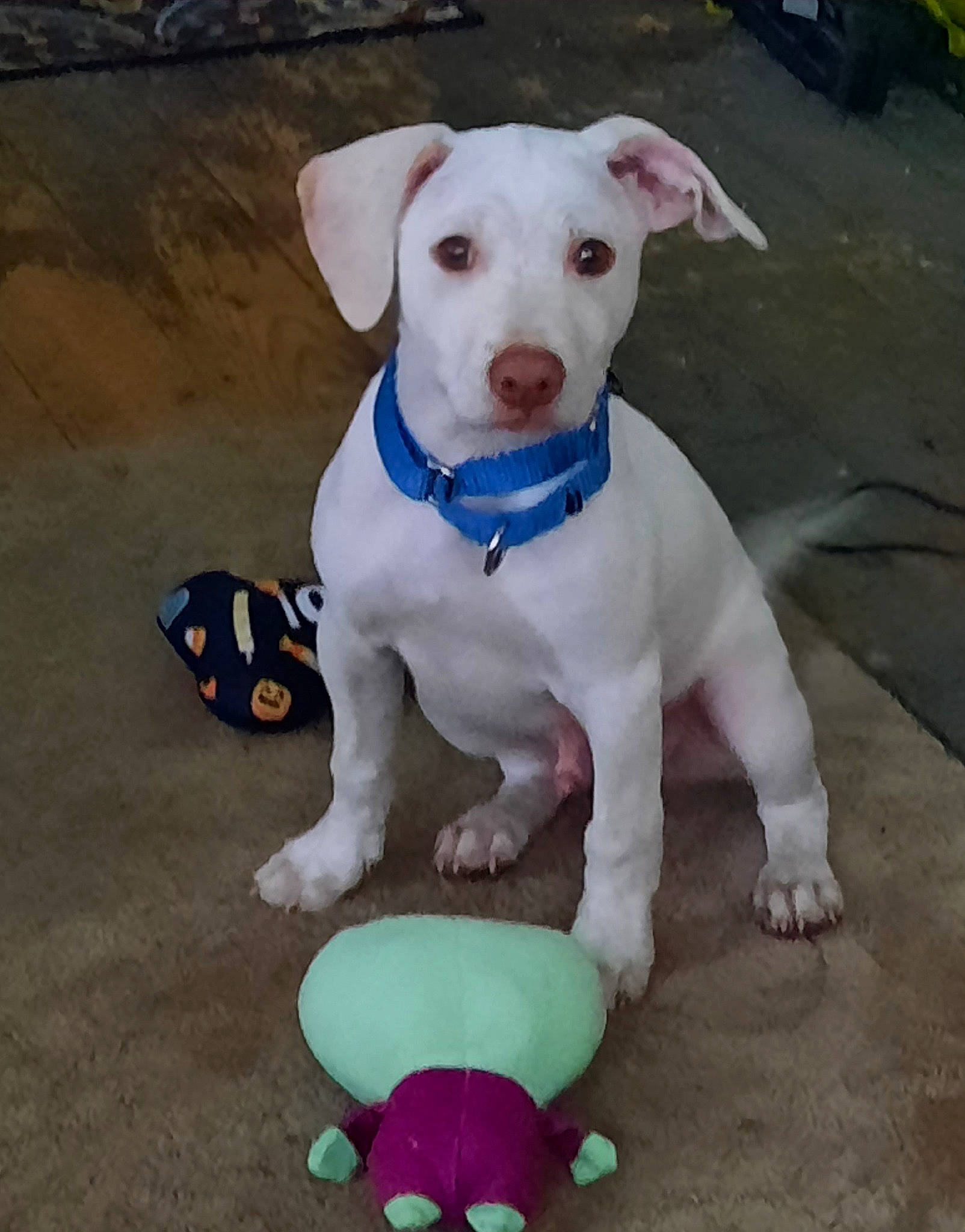 Bonehead is registered to the contest to win money with this photo: canidae, carnivore, collar, companion_dog, dishware, dog, dog_breed, dog_collar, dog_supply, fashion_accessory, fawn, non_sporting_group, pattern, pet_supply, puppy, snout, sporting_group, tail, white, working_animal