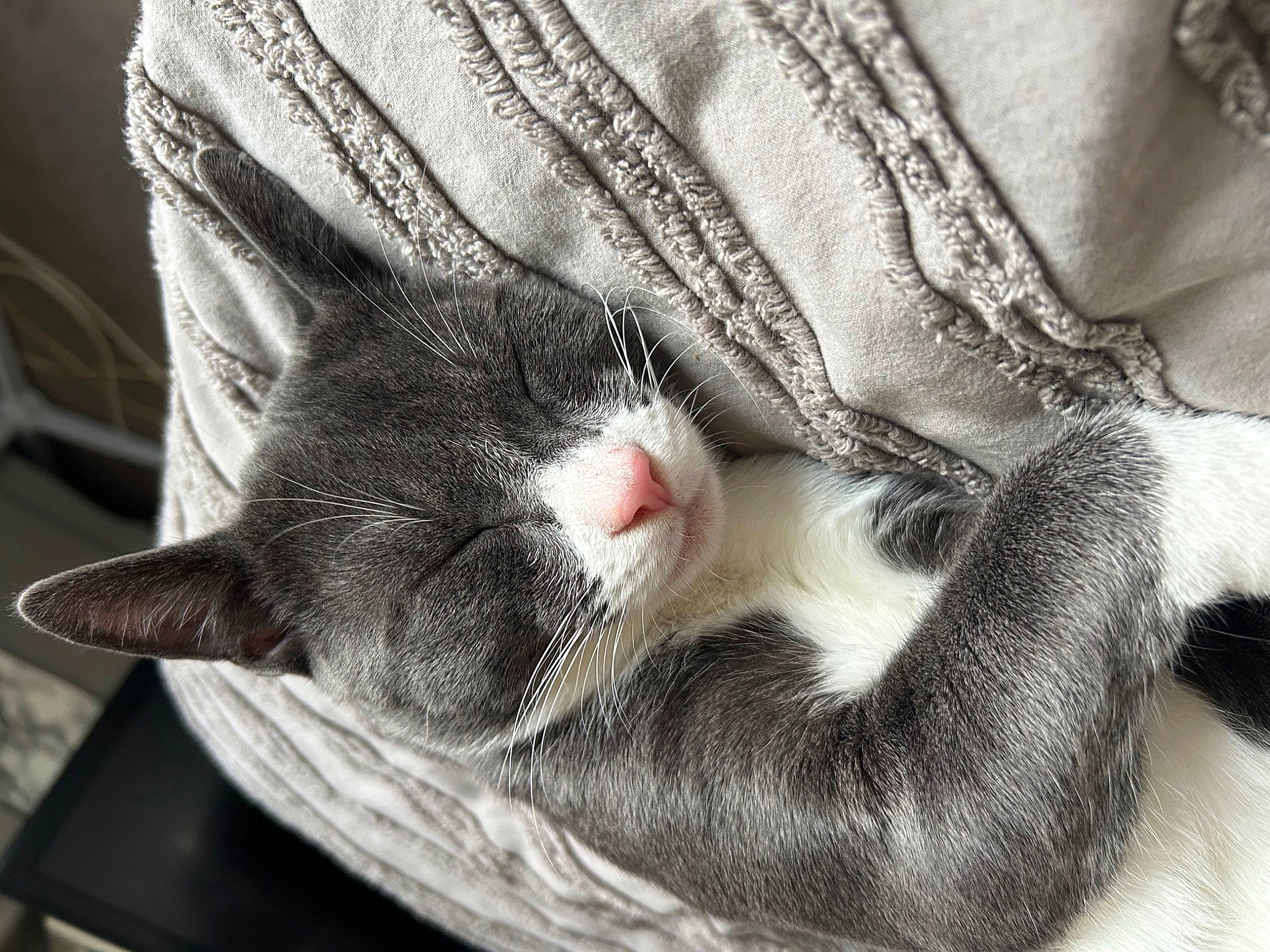 Teddy is registered to the contest to win money with this photo: carnivore, cat, cat_supply, claw, comfort, domestic_short_haired_cat, felidae, fur, grey, human_leg, linens, monochrome, monochrome_photography, nap, paw, sleep, small_to_medium_sized_cats, snout, tail, whiskers