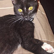 Gatito is registered to the contest to win money with this photo: animal, black_fur, blanket, cat, closeup, collar, cute, domestic_cat, feline, fur, indoor, lying_down, paw, pet, relaxed, striped, tuxedo_cat, whiskers, white_paws, yellow_eyes