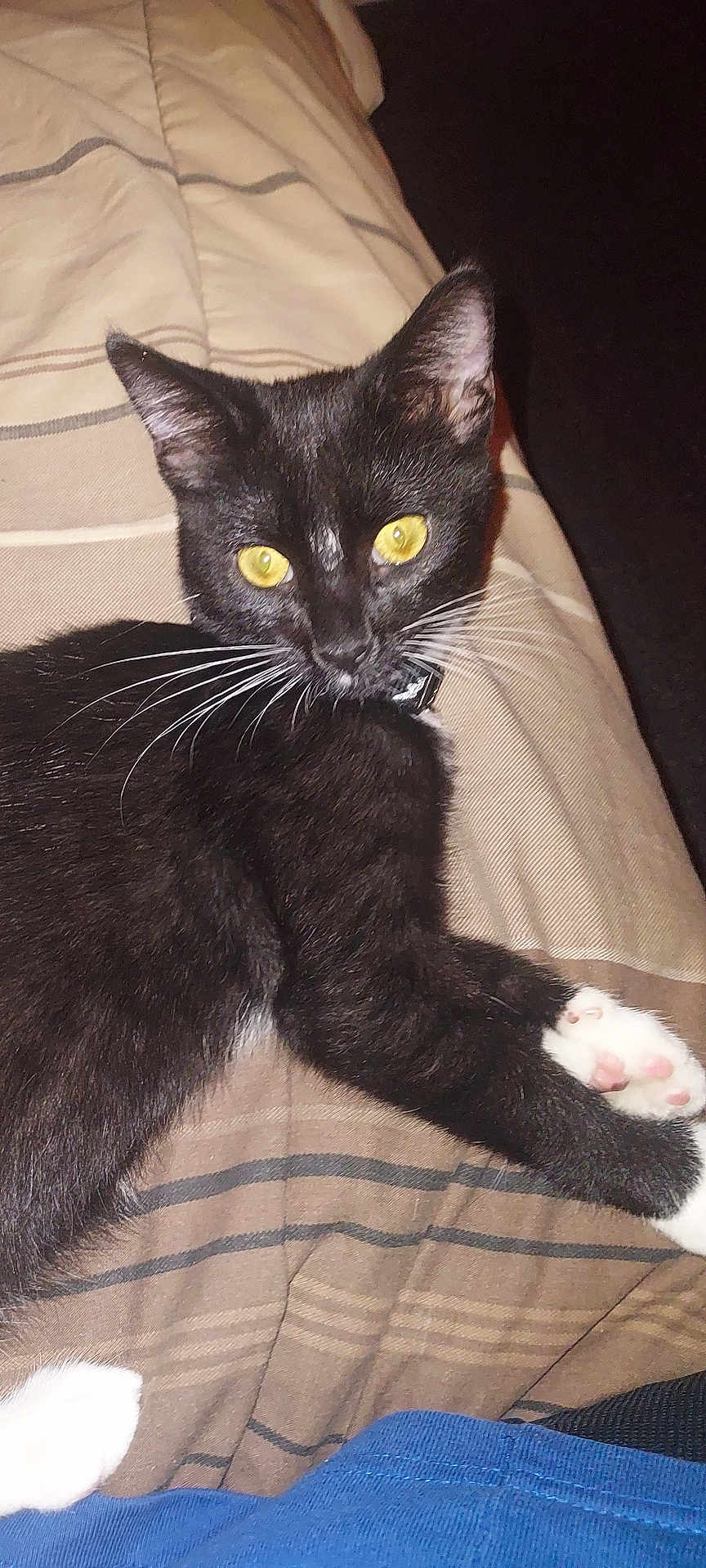 Gatito is registered to the contest to win money with this photo: animal, black_fur, blanket, cat, closeup, collar, cute, domestic_cat, feline, fur, indoor, lying_down, paw, pet, relaxed, striped, tuxedo_cat, whiskers, white_paws, yellow_eyes