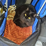 Lucky joined the competition — help win amazing prizes! animal, black_cat, blanket, carrier, cat, comfortable, companion, cozy, curious, curled_up, cute, domestic, feline, fur, indoor, looking_up, pet, resting, soft_texture, yellow_eyes