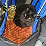 cat, black_cat, pet, feline, animal, cozy, blanket, carrier, indoor, curled_up, looking_up, yellow_eyes, fur, cute, resting, soft_texture, curious, comfortable, domestic, companion