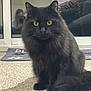 Lucky joined the competition — help win amazing prizes! black_cat, carpet, cat, domestic, doormat, feline, floof, floor, gaze, home, indoor, long_hair, person_reflection, pet, portrait, reflection, sitting, whiskers, window, yellow_eyes