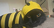Lucky joined the competition — help win amazing prizes! antennae, bee_costume, black_cat, cardboard_box, carpet, cat, closeup, costume, cute, eyes, funny, furniture, hood, indoors, lamp, pet, portrait, striped, whiskers, yellow