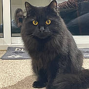 Lucky is registered to the contest to win money with this photo: black_cat, carpet, cat, close_up, domestic_cat, doormat, floor_mat, fluffy, gaze, home_interior, indoors, long_hair, person, pet, portrait, reflection, sitting, whiskers, window_reflection, yellow_eyes