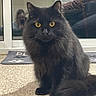 black_cat, carpet, cat, close_up, domestic_cat, doormat, floor_mat, fluffy, gaze, home_interior, indoors, long_hair, person, pet, portrait, reflection, sitting, whiskers, window_reflection, yellow_eyes