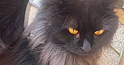 Lucky is registered to the contest to win money with this photo: amber_eyes, black_cat, cat, close_up, concrete_floor, domestic_cat, ears, fluffy, fur, harness, long_hair, nose, outdoor, pet, portrait, relaxed, sunlight, tail, whiskers, wooden_slats