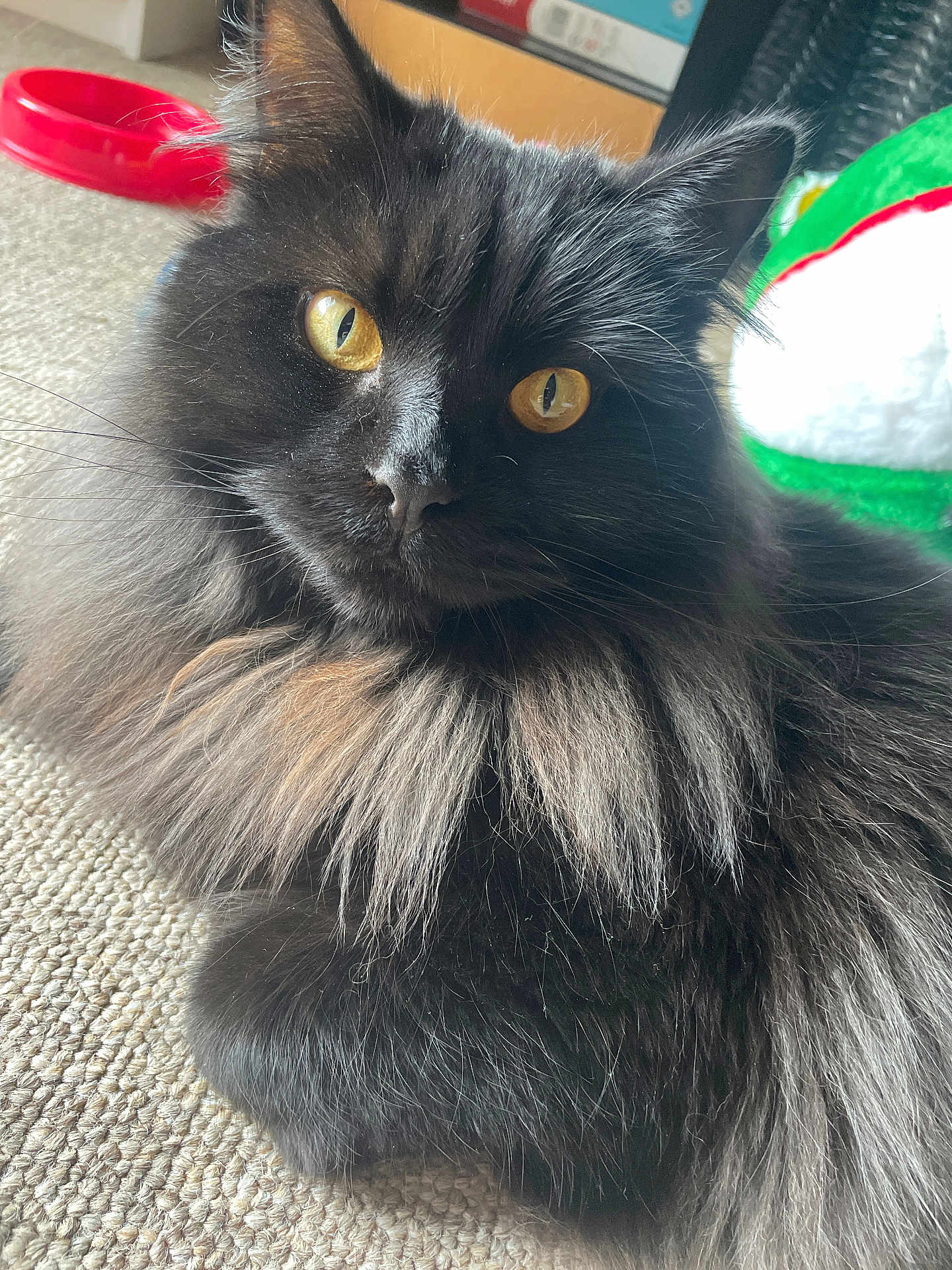 Lucky is registered to the contest to win money with this photo: animal_portrait, background_blur, black_cat, carpet, cat, closeup, companion, curious, cute, domestic_animal, feline, fluffy, golden_eyes, household, indoor, pet, relaxed, sitting, soft_fur, whiskers