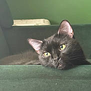 Ghost joined the competition — help win amazing prizes! black_cat, cat, pet, animal, feline, indoor, couch, green_couch, relaxed, resting, yellow_eyes, fur, whiskers, ears, head, closeup, domestic_cat, sleepy, home, cozy