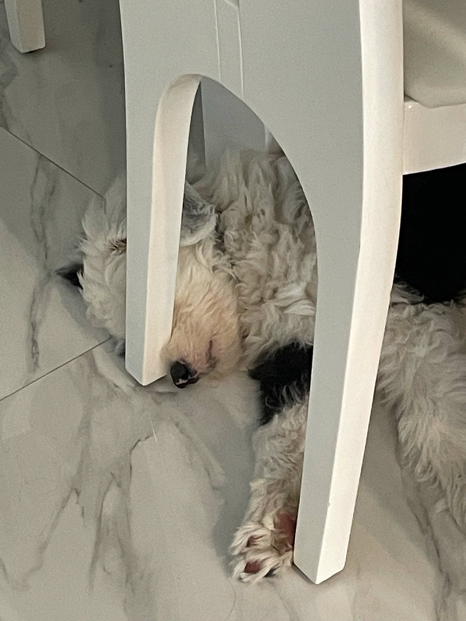 Maxie joined the competition — help win amazing prizes! art, automotive_design, beak, canidae, carnivore, cockatoo, companion_dog, dog, dog_breed, feather, flooring, fur, linens, parrot, room, sporting_group, tail, toy_dog, window, wing