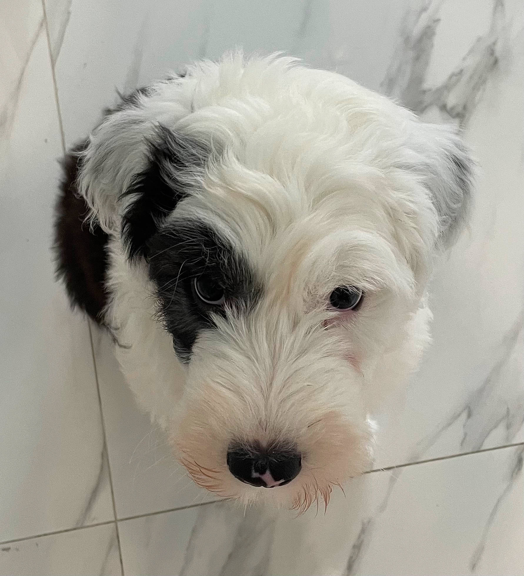 Maxie is registered to the contest to win money with this photo: ancient_dog_breeds, canidae, carnivore, companion_dog, dog, dog_breed, fur, giant_dog_breed, labradoodle, maltepoo, non_sporting_group, puppy_love, small_terrier, snout, sporting_group, terrier, toy_dog, working_animal