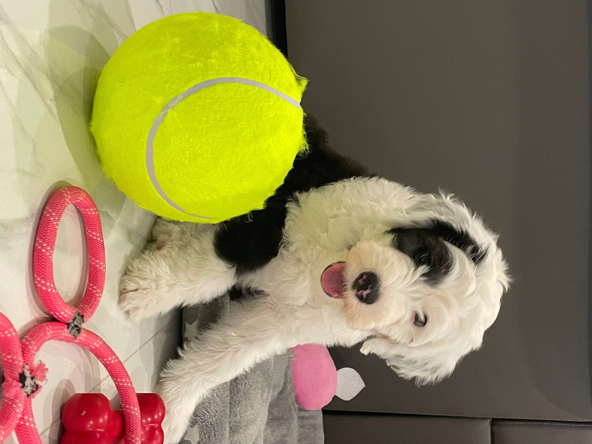 Maxie is registered to the contest to win money with this photo: audio_equipment, baby_toys, cap, carmine, companion_dog, dog_breed, dog_supply, dog_toy, fur, headgear, magenta, plush, room, stuffed_toy, tennis_ball, textile, toy, wool