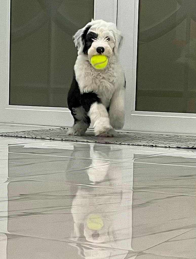 Maxie joined the competition — help win amazing prizes! art, canidae, carnivore, companion_dog, dog, dog_breed, door, flooring, fur, hardwood, illustration, photo_caption, rectangle, room, snout, sporting_group, tail, window, wood, working_animal