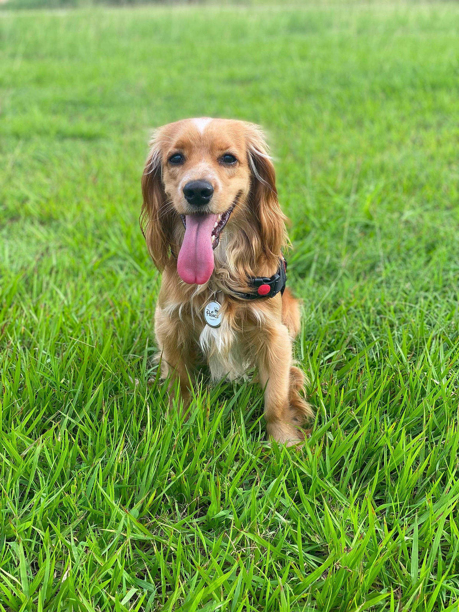 Prince is registered to the contest to win money with this photo: canidae, carnivore, collar, companion_dog, dog, dog_breed, dog_collar, dog_supply, fawn, grass, gun_dog, lawn, leash, liver, plant, puppy, snout, sporting_group, tennis_ball, working_animal