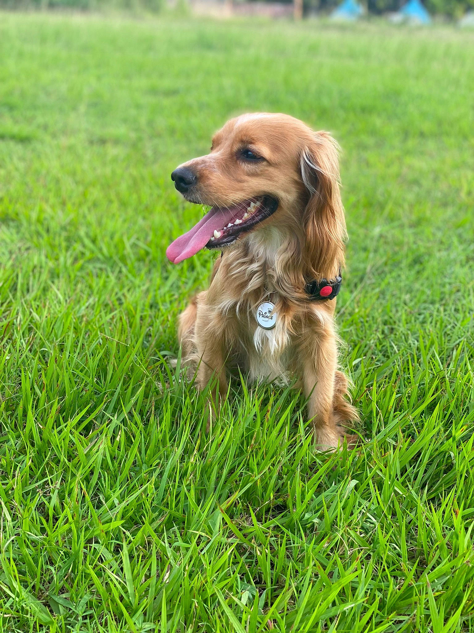 Prince is registered to the contest to win money with this photo: canidae, carnivore, companion_dog, dog, dog_breed, fawn, grass, grassland, gun_dog, lawn, liver, pasture, people_in_nature, plant, pointing_breed, puppy, retriever, snout, spaniel, sporting_group