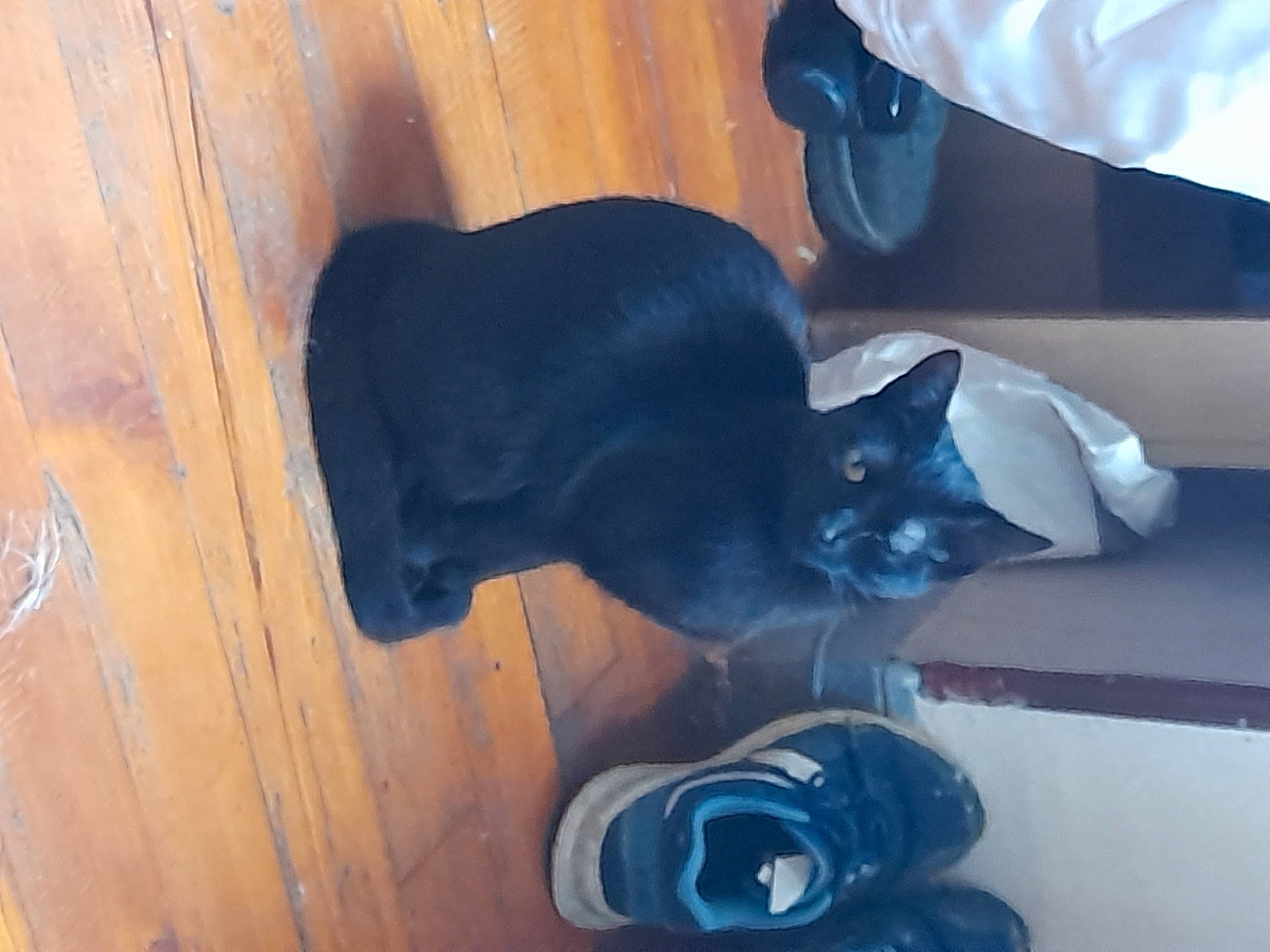 Melba a rejoint le concours — aidez-le/la à gagner de superbes lots ! black_cat, carnivore, cat, comfort, domestic_short_haired_cat, electric_blue, felidae, floor, flooring, fur, hardwood, room, russian_blue, small_to_medium_sized_cats, tableware, tail, whiskers, window, wood, wood_stain