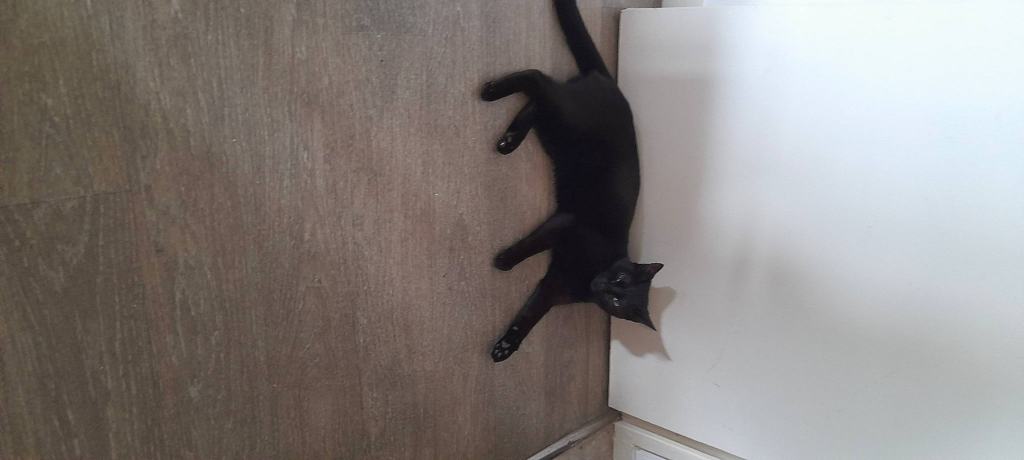 Melba a rejoint le concours — aidez-le/la à gagner de superbes lots ! black_cat, bombay, canidae, carnivore, cat, dog_breed, domestic_short_haired_cat, felidae, floor, flooring, fur, grey, hardwood, room, shadow, small_to_medium_sized_cats, sporting_group, tail, whiskers, wood