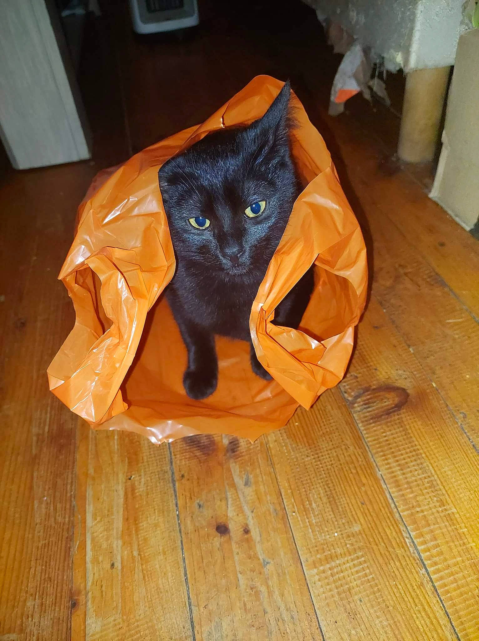 Melba a rejoint le concours — aidez-le/la à gagner de superbes lots ! black_cat, carnivore, cat, comfort, domestic_short_haired_cat, electric_blue, fawn, felidae, floor, flooring, fur, hardwood, plant, small_to_medium_sized_cats, snout, tail, umbrella, whiskers, wood, wood_stain