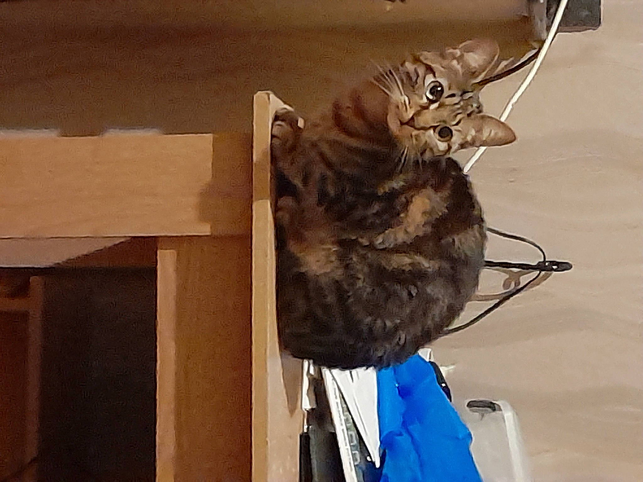 Tornade a rejoint le concours — aidez-le/la à gagner de superbes lots ! art, carnivore, domestic_short_haired_cat, electrical_supply, electrical_wiring, felidae, fossil, fur, jaw, mammal, metal, sculpture, shelf, small_to_medium_sized_cats, snout, statue, tail, whiskers, wire, wood