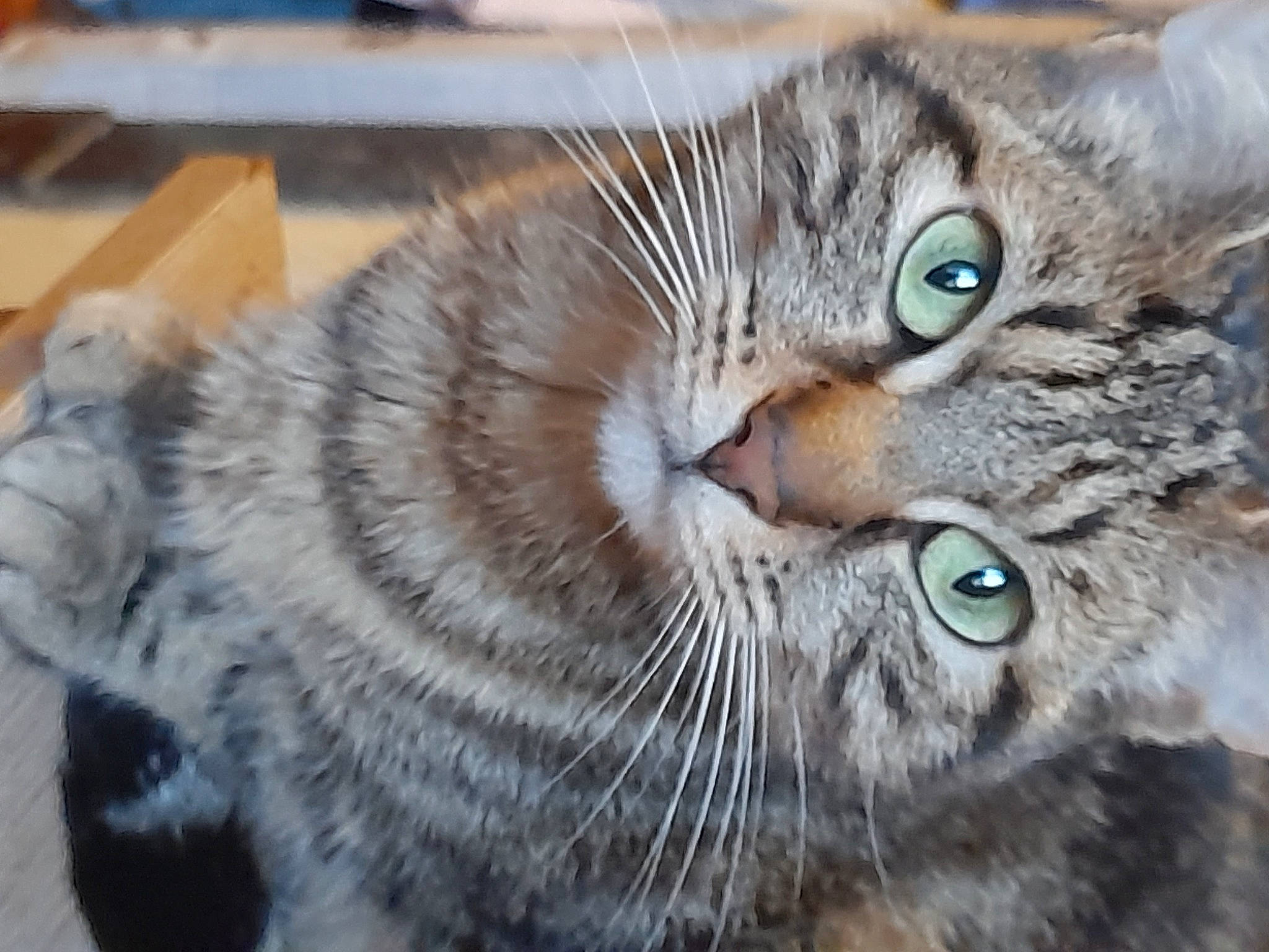 Tornade a rejoint le concours — aidez-le/la à gagner de superbes lots ! bobcat, carnivore, cat, claw, domestic_short_haired_cat, felidae, fur, iris, paw, small_to_medium_sized_cats, snout, terrestrial_animal, whiskers, wildlife