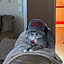 cat, gray_tabby, cap, hat, collar, name_tag, blanket, couch, living_room, indoor, pet, animal, feline, relaxed, resting, cozy, furniture, home, curious, portrait