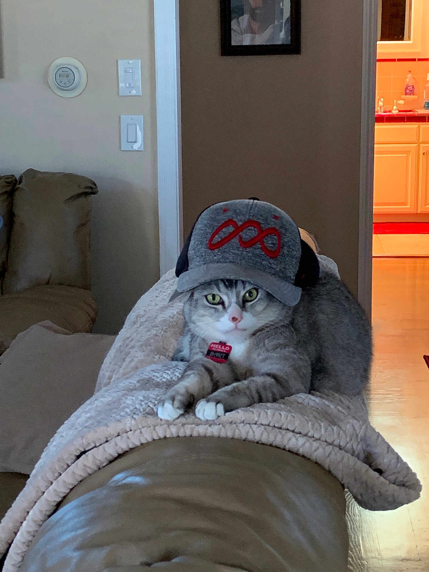 Bart is registered to the contest to win money with this photo: cat, gray_tabby, cap, hat, collar, name_tag, blanket, couch, living_room, indoor, pet, animal, feline, relaxed, resting, cozy, furniture, home, curious, portrait
