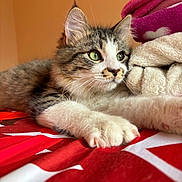 Zou a rejoint le concours — aidez-le/la à gagner de superbes lots ! kitten, cat, tabby, green_eyes, fur, whiskers, paws, blanket, bed, indoor, cozy, resting, pet, animal, cute, soft, closeup, portrait, feline, young