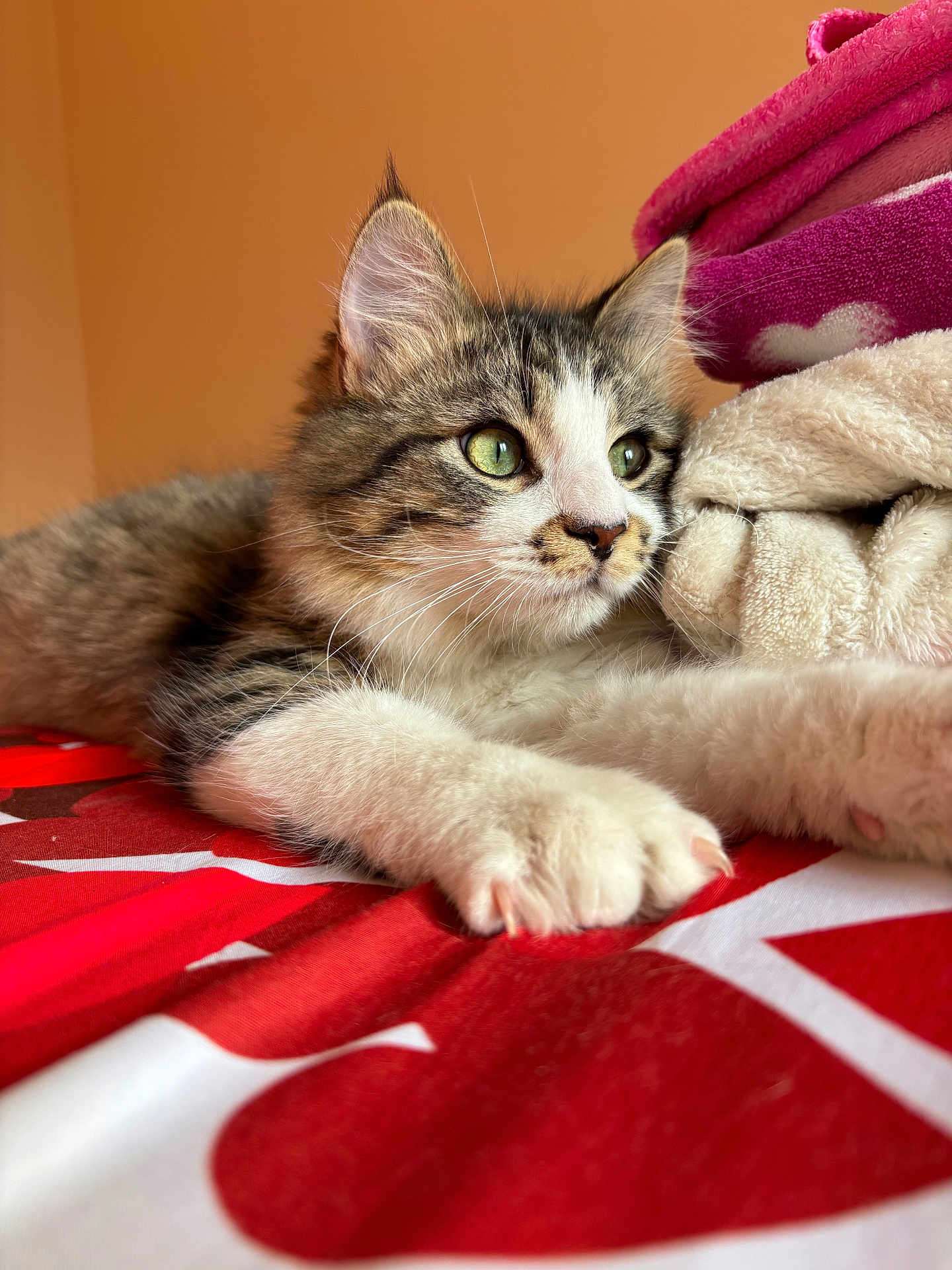 Zou a rejoint le concours — aidez-le/la à gagner de superbes lots ! kitten, cat, tabby, green_eyes, fur, whiskers, paws, blanket, bed, indoor, cozy, resting, pet, animal, cute, soft, closeup, portrait, feline, young
