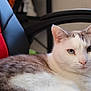 Chipie participe au concours pour gagner de l'argent avec cette photo : animal, black, calm, cat, chair, closeup, domestic, ears, eyes, face, feline, fur, furniture, gray, indoor, pet, red, resting, whiskers, white