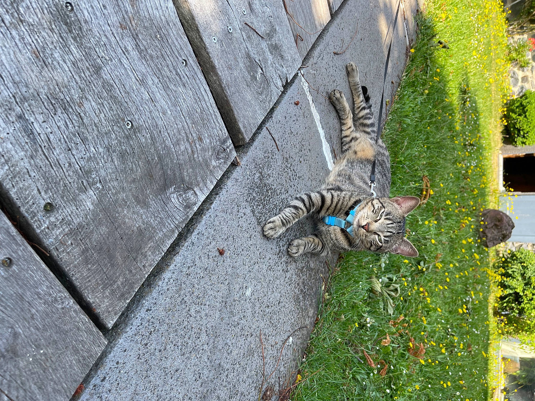 Billy a rejoint le concours — aidez-le/la à gagner de superbes lots ! art, asphalt, city, cobblestone, concrete, flooring, grass, grey, groundcover, landscape, pattern, plant, road, road_surface, shadow, shrub, sidewalk, soil, urban_design, wood