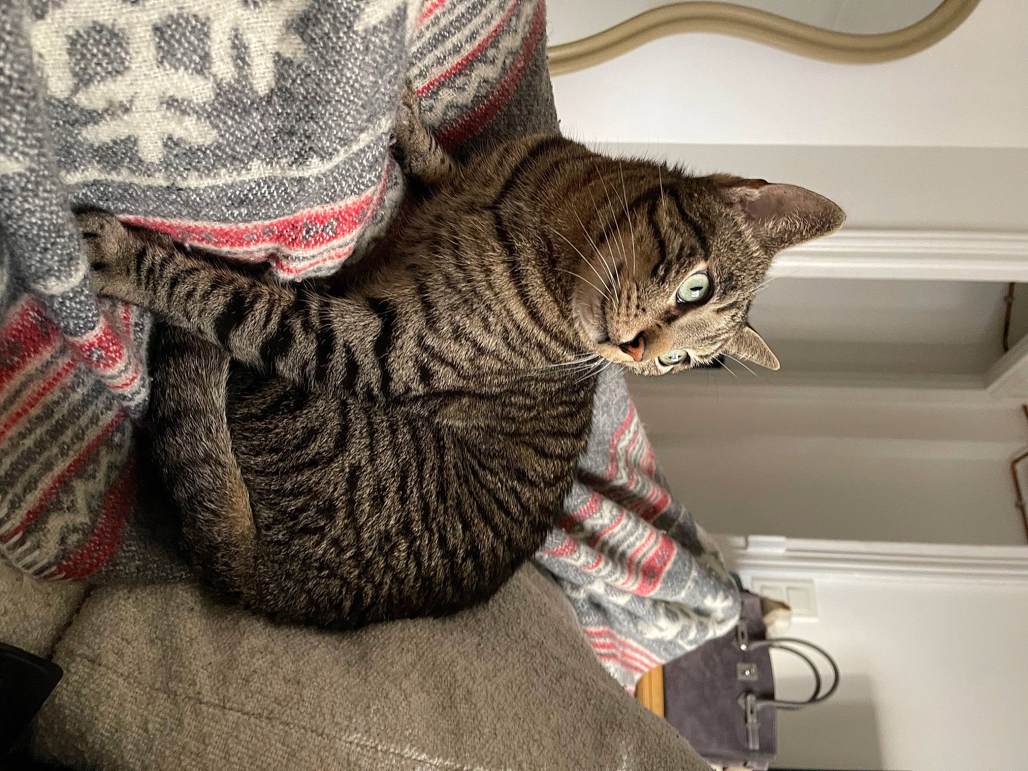 Billy participe au concours pour gagner de l'argent avec cette photo : carnivore, cat, cat_supply, comfort, domestic_short_haired_cat, fashion_accessory, felidae, fur, grey, linens, pattern, sleeve, small_to_medium_sized_cats, snout, tail, tartan, tree, whiskers, wool, woolen