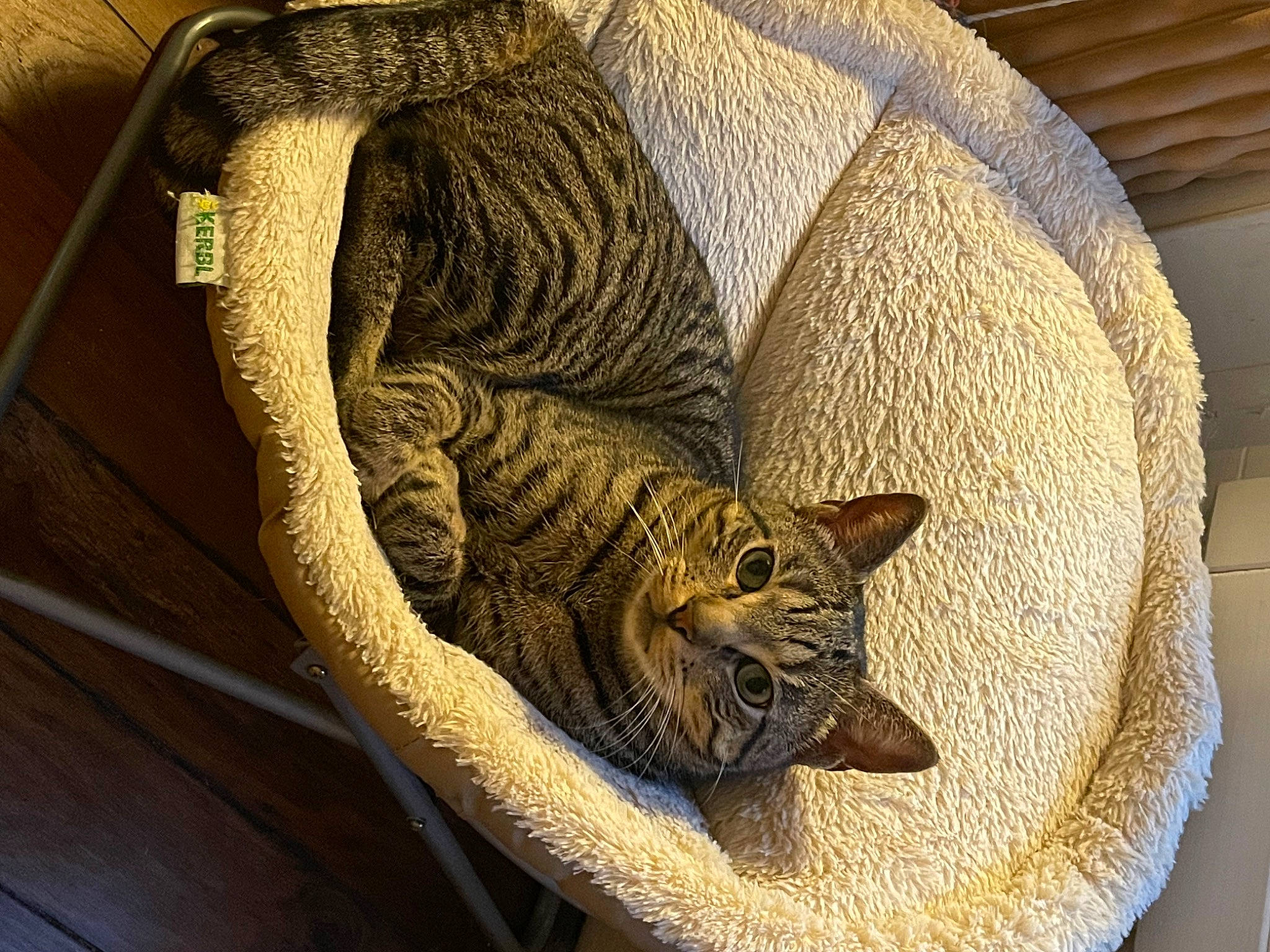 Billy a rejoint le concours — aidez-le/la à gagner de superbes lots ! artifact, carnivore, cat, cat_bed, cat_supply, chair, comfort, domestic_short_haired_cat, felidae, flooring, fur, gunny_sack, linens, small_to_medium_sized_cats, tail, textile, whiskers, wicker, wood, wool