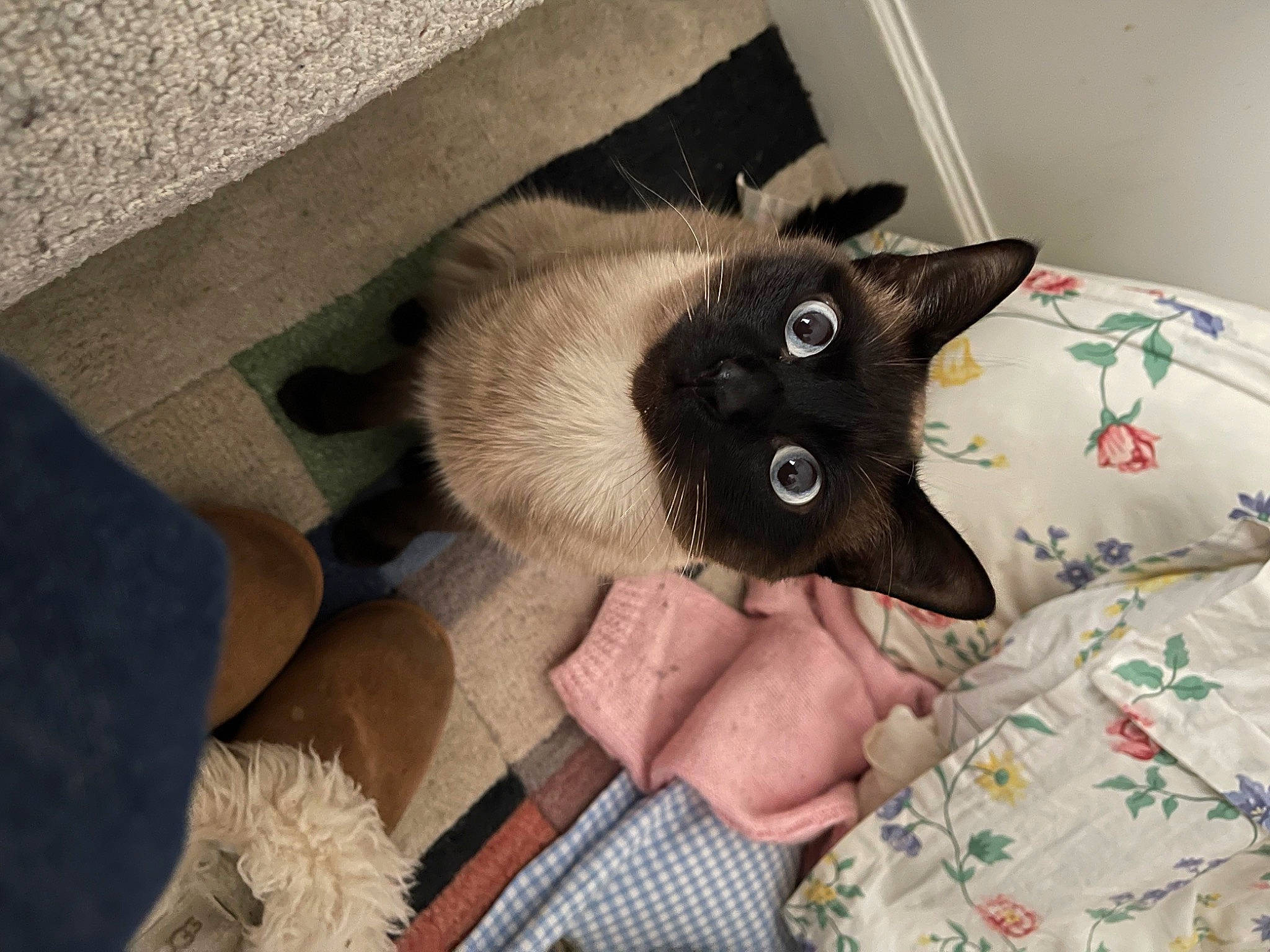 Cachou participe au concours pour gagner de l'argent avec cette photo : bedding, black_cat, carnivore, cat, cat_bed, comfort, domestic_short_haired_cat, felidae, flooring, fur, grey, hardwood, linens, paw, room, small_to_medium_sized_cats, tail, thai, whiskers, wood