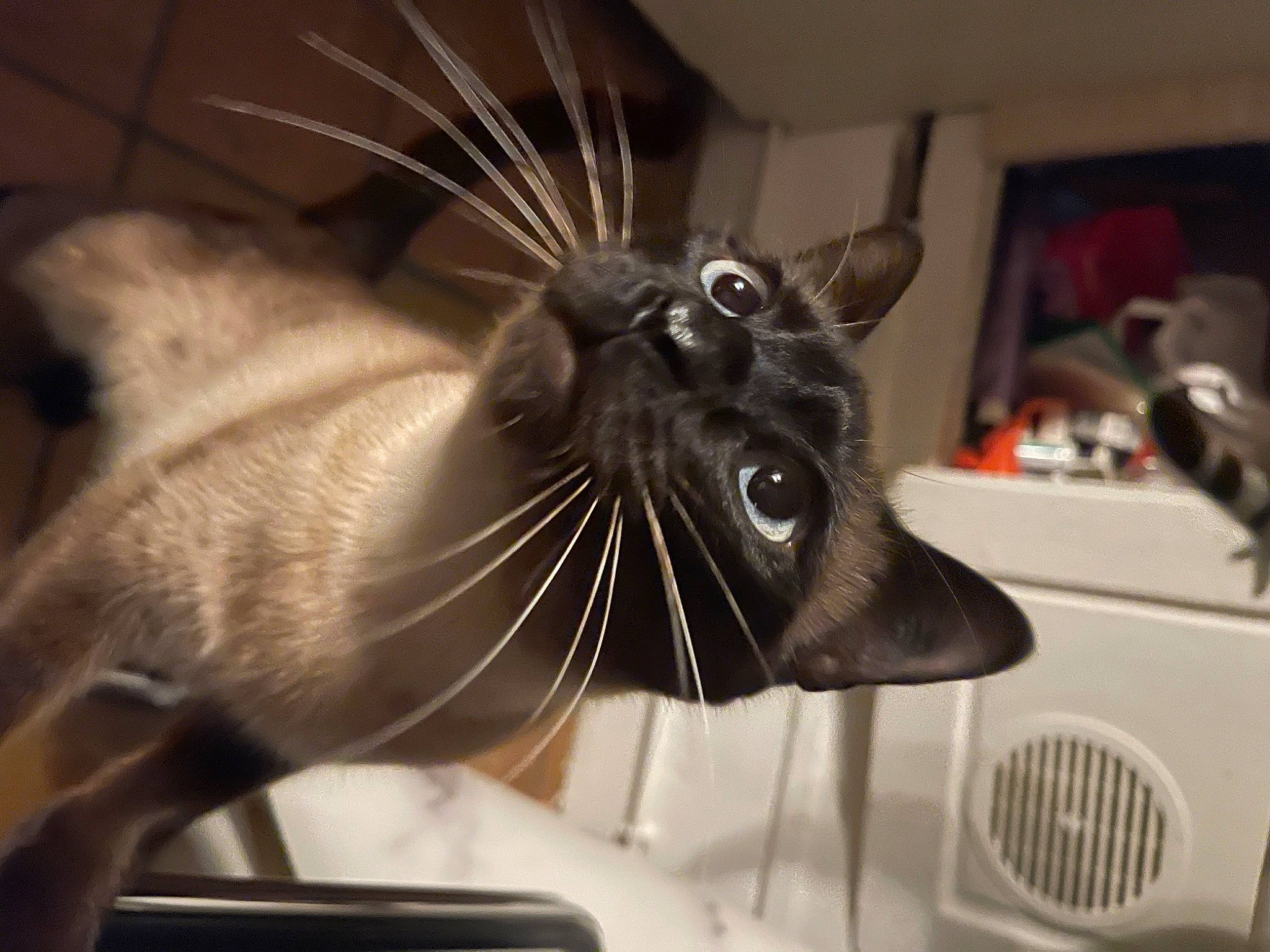 Cachou a rejoint le concours — aidez-le/la à gagner de superbes lots ! automotive_design, automotive_lighting, black_cat, carnivore, cat, claw, comfort, domestic_short_haired_cat, felidae, fur, metal, monochrome_photography, sink, small_to_medium_sized_cats, snout, tail, thai, tonkinese, vehicle, whiskers